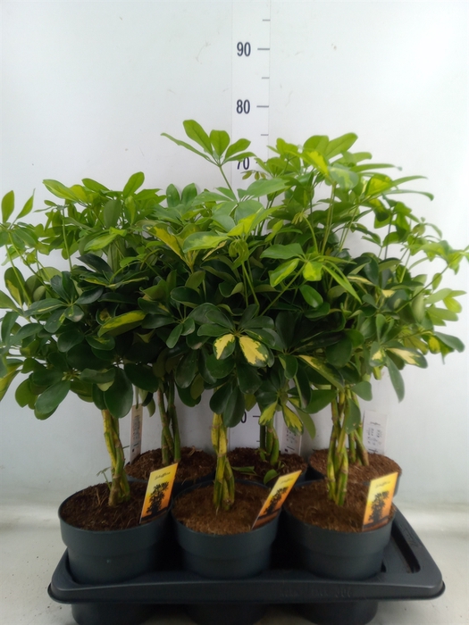 <h4>Schefflera arbor.   ...</h4>