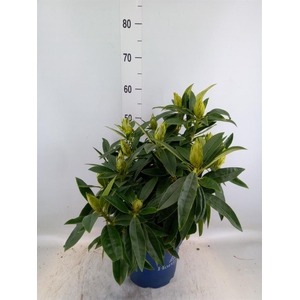 Rhododendron  'XXL Red Dragon'