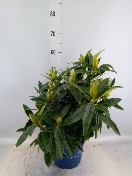 <h4>Rhododendron  'XXL Red Dragon'</h4>