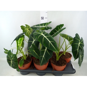 Alocasia   ...mix