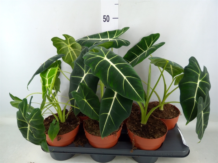 <h4>Alocasia   ...mix</h4>