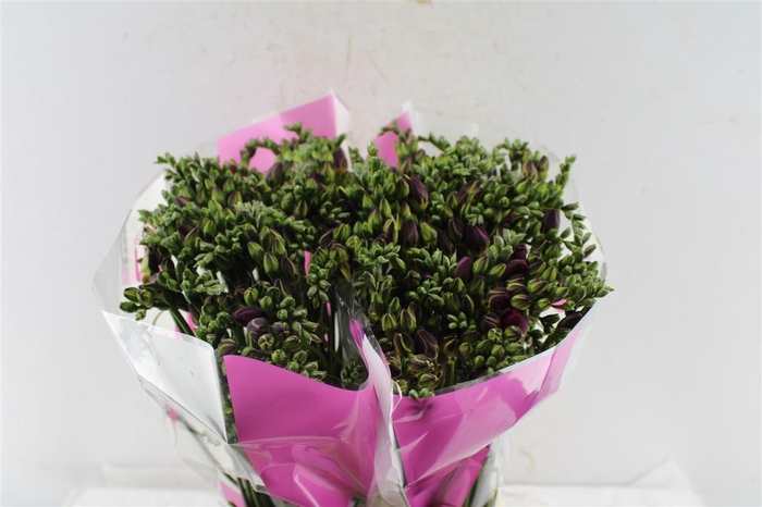 <h4>Fr Du Purple Rain</h4>