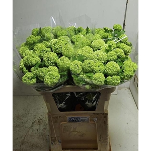 VIBURNUM ROSEUM ST