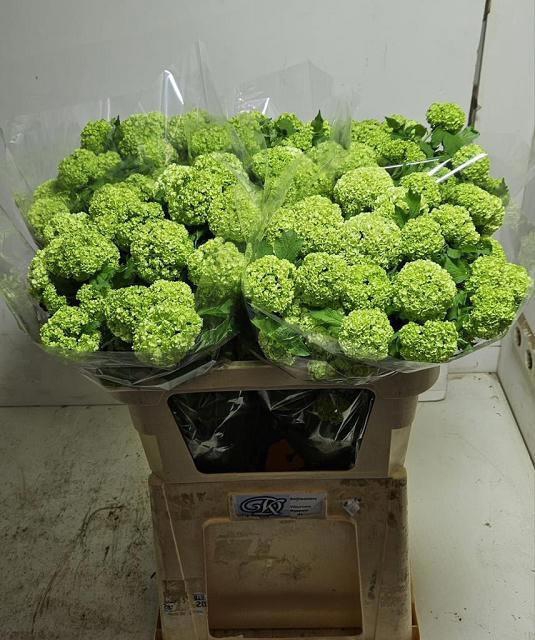 <h4>VIBURNUM ROSEUM ST</h4>