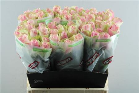 <h4>R Gr Belle Rose</h4>