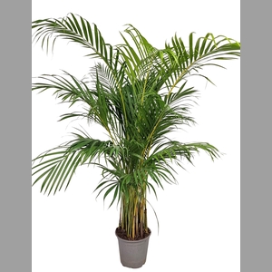 DYPSIS LUTESCENS