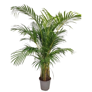 DYPSIS LUTESCENS