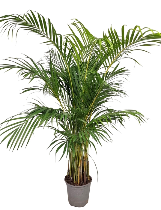 <h4>DYPSIS LUTESCENS</h4>