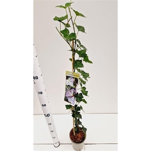 Hedera hel. ‘Woerner’ - gestokt 70 cm