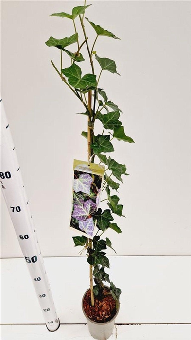 <h4>Hedera hel. ‘Woerner’ - gestokt 70 cm</h4>