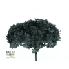 Dried Bleached Hydrangea Anna Black