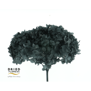 Dried Bleached Hydrangea Anna Black