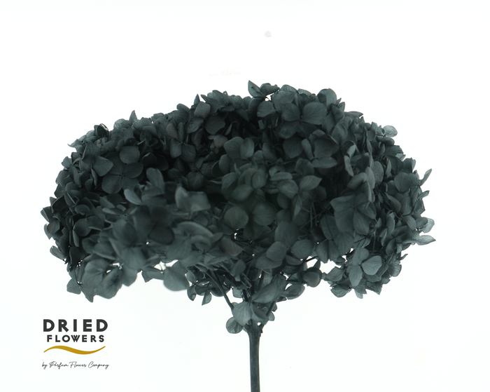 <h4>Dried Bleached Hydrangea Anna Black</h4>