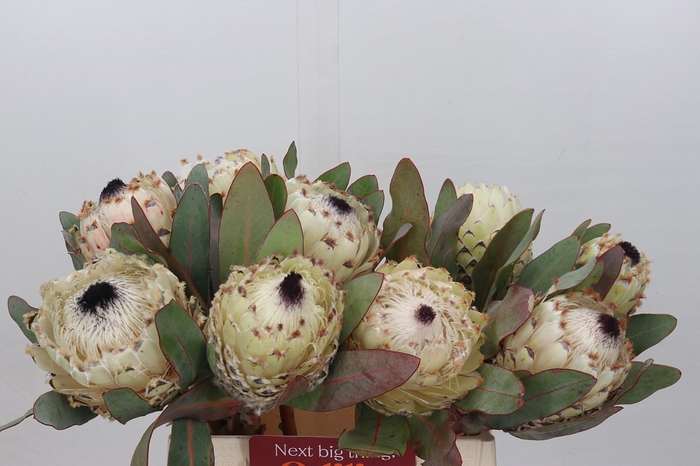 Protea Barbigera Ice Queen Air