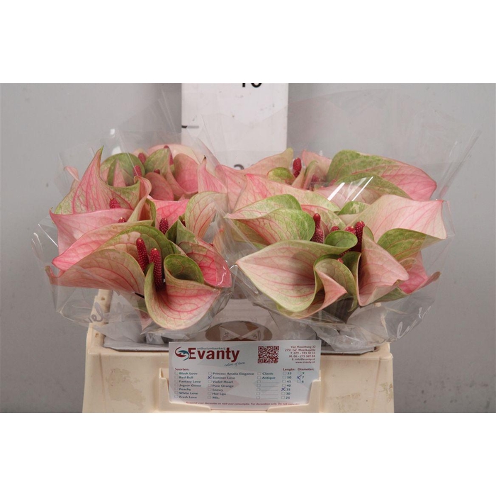 <h4>Anth A Summer Love 40 L35</h4>