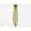 EUCOMIS C JOHANNESBU