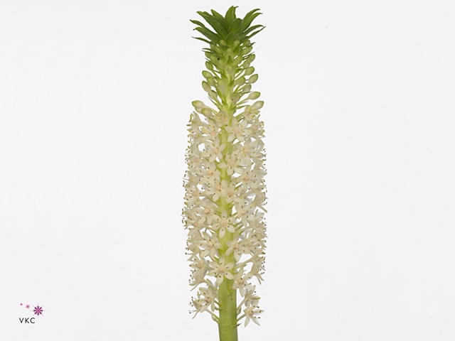 EUCOMIS C JOHANNESBU