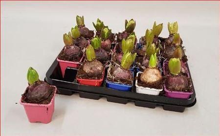 <h4>** Hyacin Gem 5 Kl * Spring Deal *</h4>