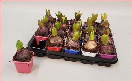 <h4>Hyacin Gem 5 Kl</h4>