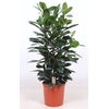 Ficus cyathistipula