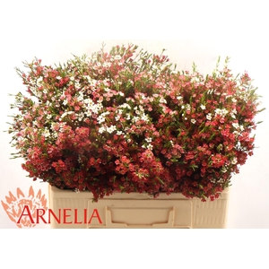 CHAME UN MY SWEET 16