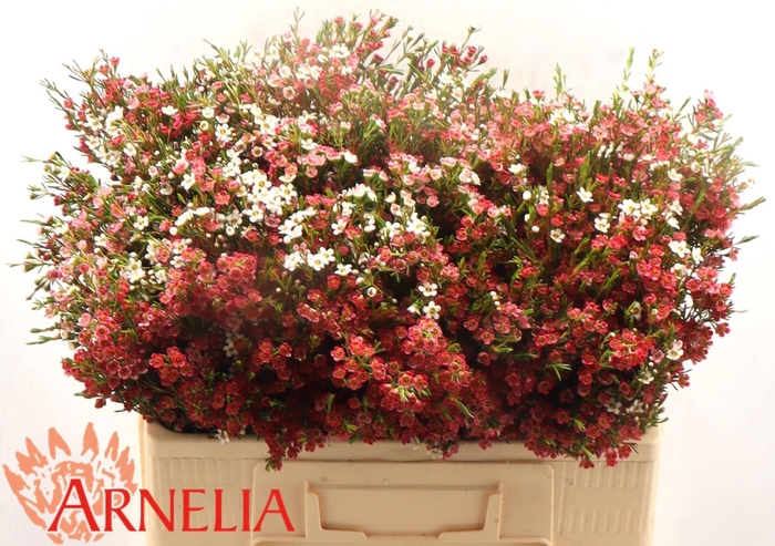 <h4>CHAME UN MY SWEET 16</h4>