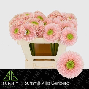 GERBERA GERRONDO TERRA HIMALIA