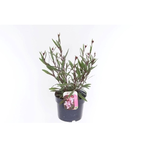 Gaura lindheimeri Steffi Dark Rose Imp.