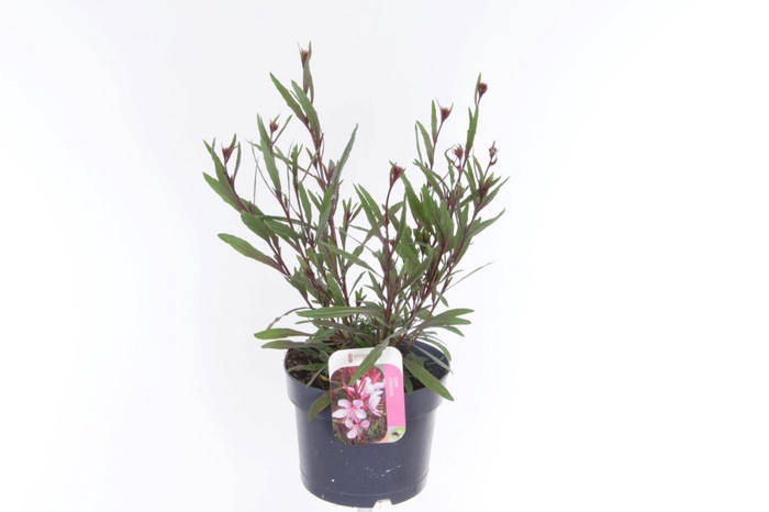 <h4>Gaura lindheimeri Steffi Dark Rose Imp.</h4>