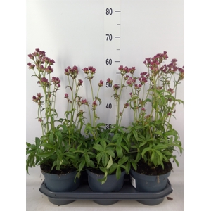 Astrantia major 'Star of Beauty'