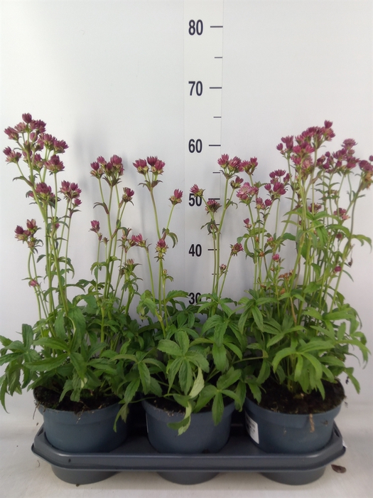 <h4>Astrantia major 'Star of Beauty'</h4>