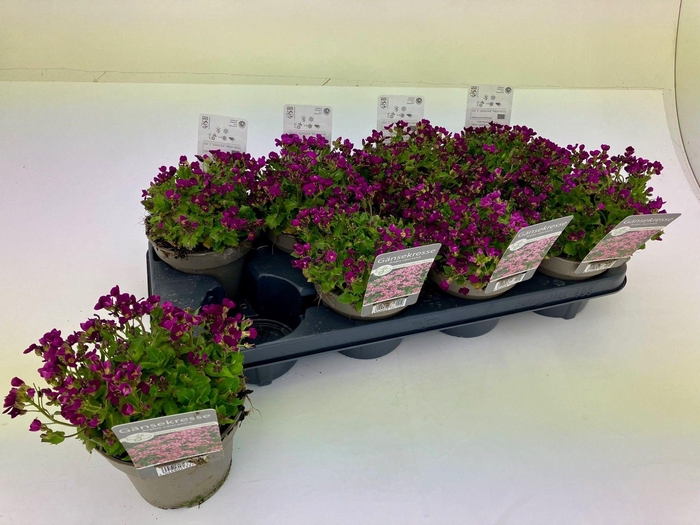 <h4>ARABIS CAUCASICA</h4>