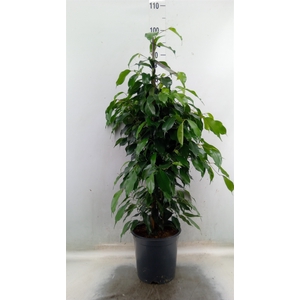 Ficus benja. 'Danielle'