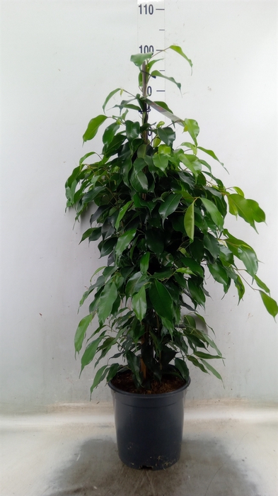 <h4>Ficus benja. 'Danielle'</h4>