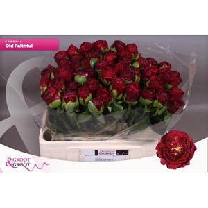 Paeonia Ole Faithful | Heavy Quality