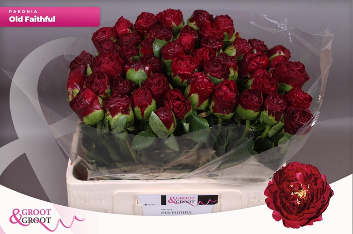 <h4>Paeonia Ole Faithful | Heavy Quality</h4>