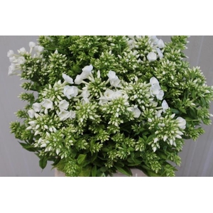 Phlox Am Wi Triumpha