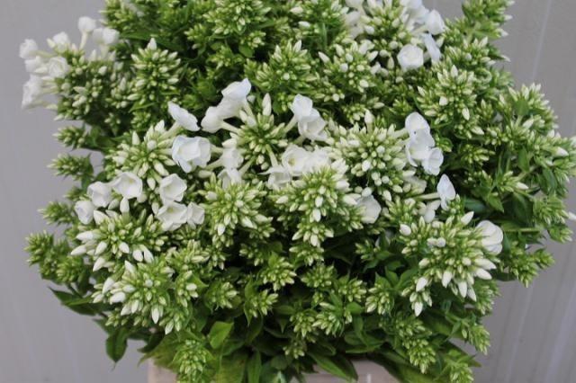 <h4>Phlox Am Wi Triumpha</h4>