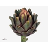 CYNARA SC CONCERTO