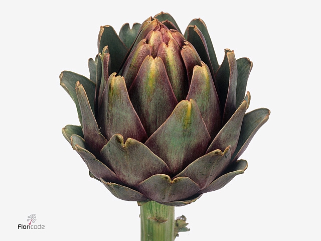 CYNARA SC CONCERTO