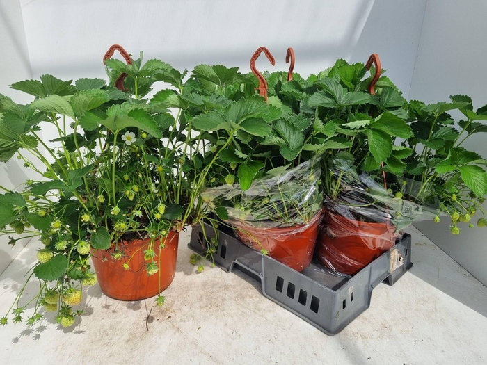 <h4>FRAG ELSANTA</h4>