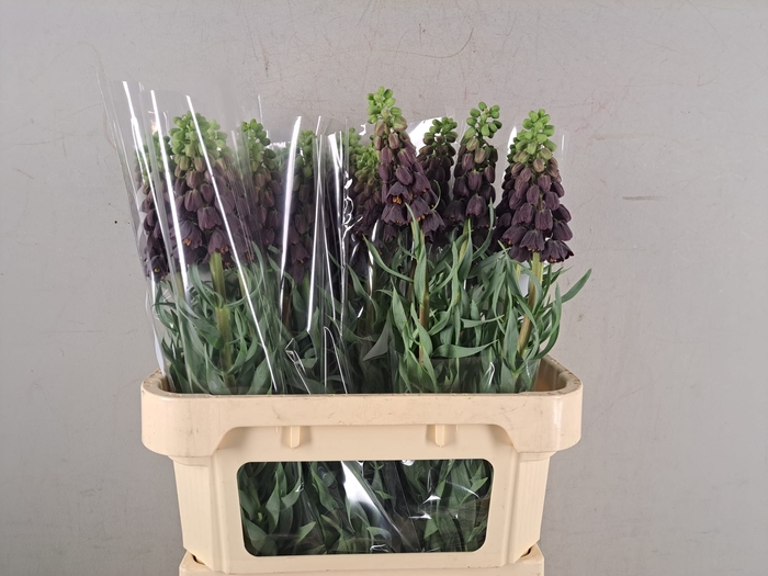 <h4>Frit Persica Black Bells</h4>