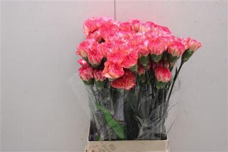 <h4>Di St Jelly</h4>