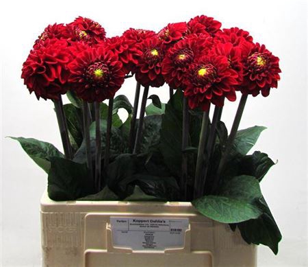 <h4>Dahl Red Fox</h4>
