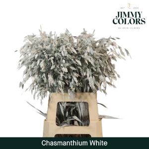 Chasmanthium L70 White