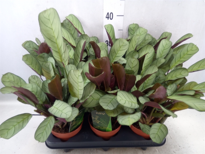 <h4>Ctenanthe burle-marxii 'Amagris'</h4>