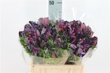 <h4>Anemoon Mistral Black Nero</h4>