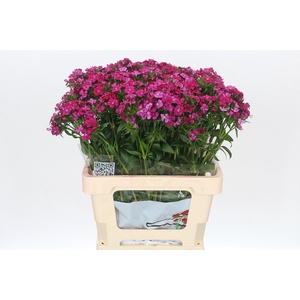 Dianthus Br Amazon Neon Cherry