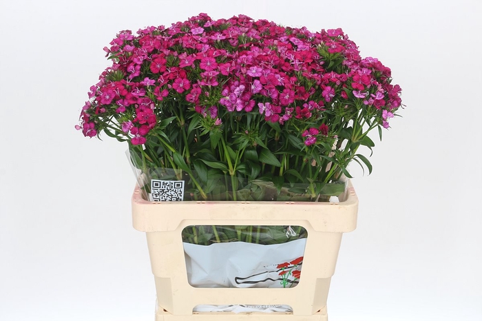 <h4>Dianthus Br Amazon Neon Cherry</h4>