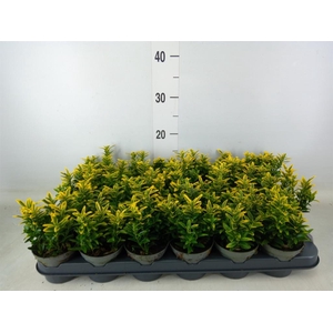 Euonymus japon. 'Micro. Aureovarie'